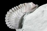 , Partially Enrolled Flexicalymene Trilobite - Ohio #76366-3